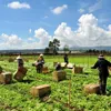 MM Mega Market honours Đà Lạt farmers