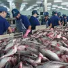 VASEP urges strict quality control for tra fish exports to China