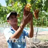 Ninh Thuận to grow more of new, high-quality grape