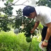 Bình Phước farmers reel in big profits from citrus fruits