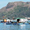 Funds allocated to preserve Lý Sơn Marine Protected Area