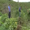 Cannabis garden destroyed in Tây Nguyên Province