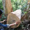 Investigation into Bình Định’s illegal logging expanded