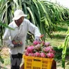 Tiền Giang to expand dragon fruit growing area