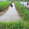 Mekong Delta promotes eco-shrimp farming