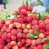 Lychee export value increases 126 per cent this year