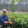 The King of Avocado brings the green to the Central Highlands