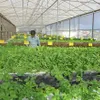 PM visits high-tech farm in Lâm Đồng