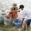 Trà Vinh takes measures to protect shrimp from disease