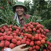 Việt Nam struggles to export fruit to demanding markets