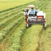 Sóc Trăng Province keen to grow organic rice