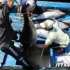 Tuna exports likely to hit $500m in 2018