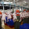 Farmed chicken price falls, as problems come home to roost