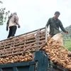 Cassava struggles to reach export goal