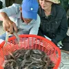 Experts discuss global shrimp demand, VN’s supply capacity