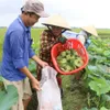 Farmers bank on lotus during flood season