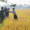 Vĩnh Long organic rice plan yields good results