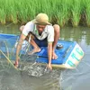 Farmers see higher profits from sustainable shrimp–rice farming model