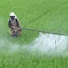 3 weed killer’s toxic active ingredients to be banned