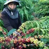 Coffee tree areas in Tây Nguyên see higher yields