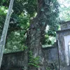 Residents want to sell 200-year-old sưa tree