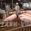 Trà Vinh helps livestock farms improve productivity