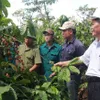 Đắk Lắk to reduce coffee-growing area