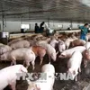 MARD takes steps to prevent entry of African Swine Flu