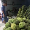 Durian prices in HCM City remain high despite oversupply