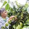 Bayer in private sector alliance to support coffee smallholder farmers