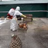 Provinces take steps to control avian flu outbreak