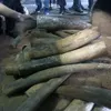 Việt Nam’s illegal ivory market is thriving