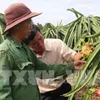 Bình Thuận expands area under VietGAP-quality dragon fruit