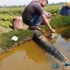 Thanh Hoa oil spill affecting thousands