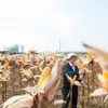 Genetically modified corns bring Thái Nguyên farmers benefits