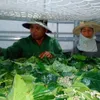 Lâm Đồng silk production on a high