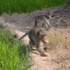 Monkeys destroy Sóc Trăng crops, attack residents