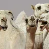 Saudi camel beauty contest