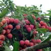 VietGap proves to be effective for lychees in Bac Giang