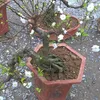 Gardeners in Southern Vietnam prepare bonsai plants for Tet