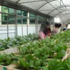 Vietnam uses nanotechnology in agriculture