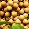 Trade promotions for Hung Yen's longan