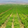 Israel enhances agricultural co-operation