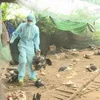 Bird flu detected in Phu Yen province