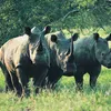 Vietnamese youngsters join ending rhino horn trade campaign