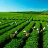 Thai Nguyen promotes tourism through tea production