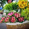 Summer fowers in Hanoi