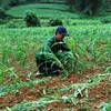 Heavy hailstorm hit Bac Kan province causing huge damage