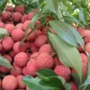 Early season Thanh Ha lychee enters the market