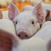 China's pork consumption reduces due to African swine fever